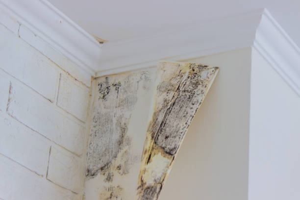 Best Mold Prevention Services  in Haslet, TX